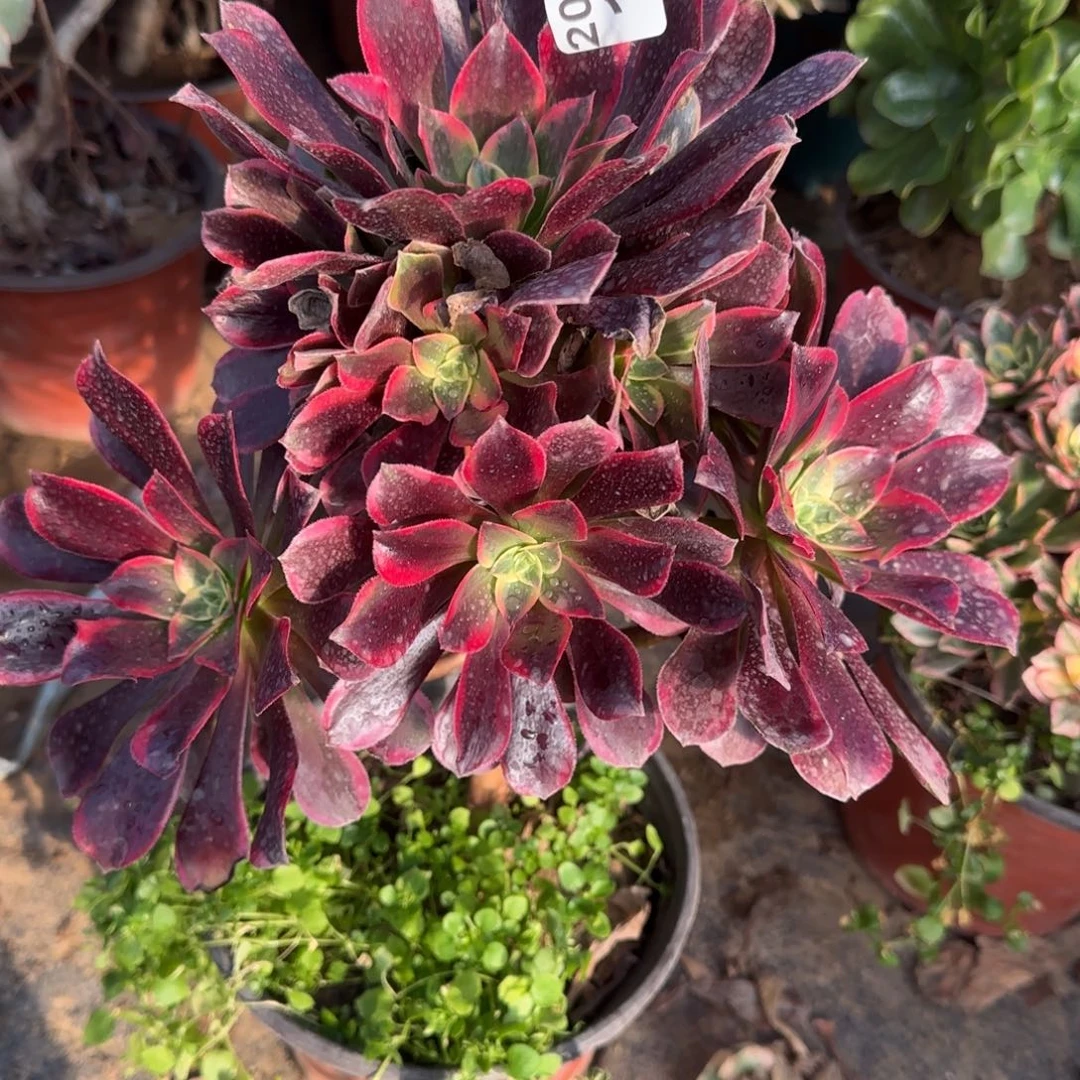 金丝151满20包邮断枝不包