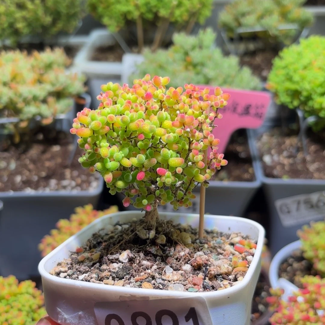 枝干番杏密橘糖球G891