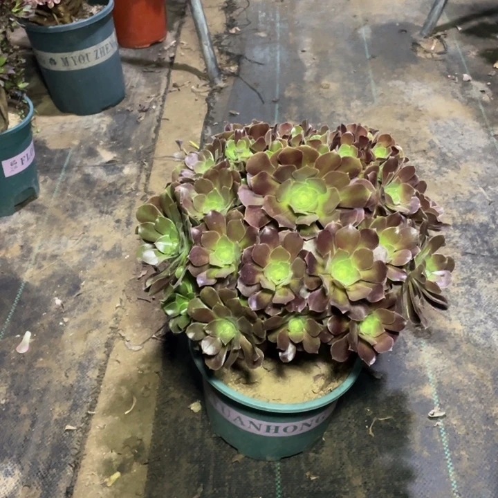 42玫瑰缀多肉植物多肉多肉多肉