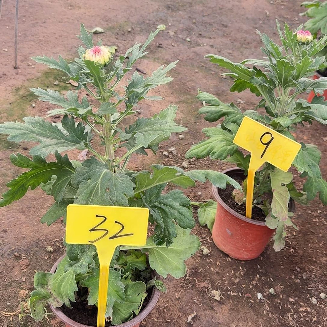南***术大部分花苞少量开放32香风