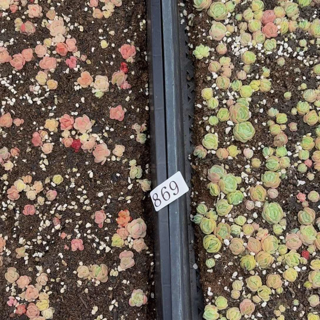 多肉植物多肉植物869