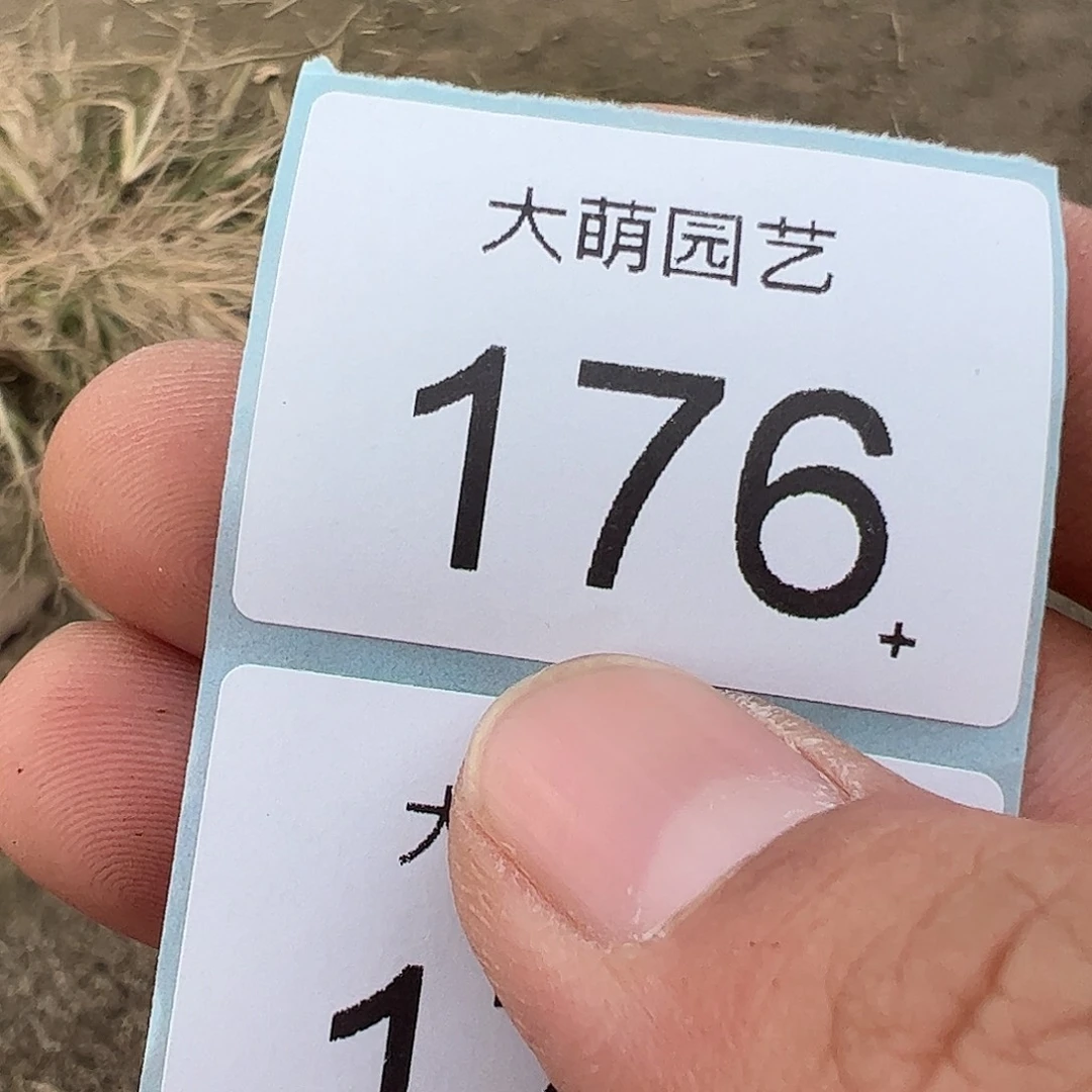 金****一物一拍脱土发。   176