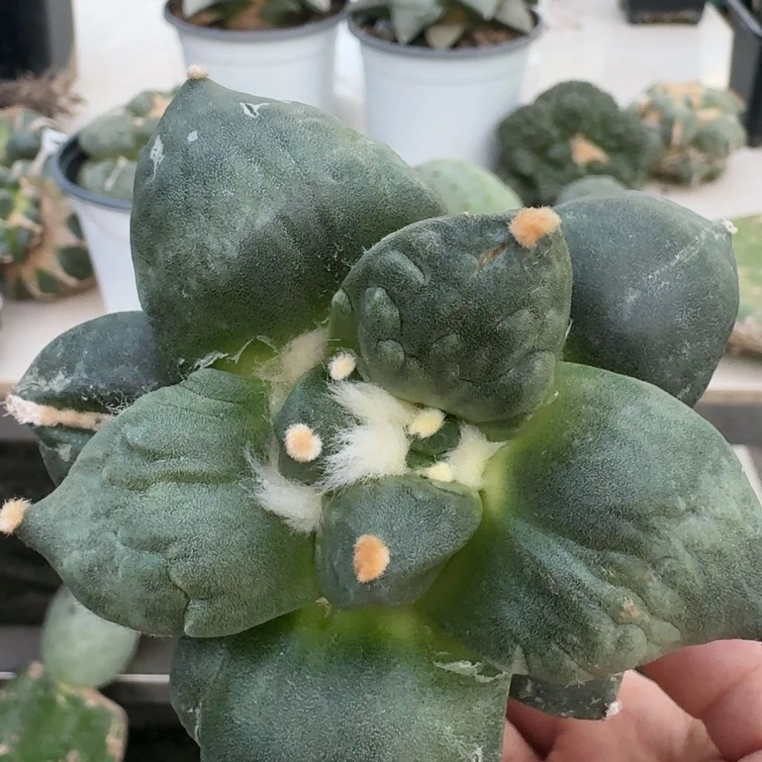 【闪购商品】无花朵龟*人怒涛145