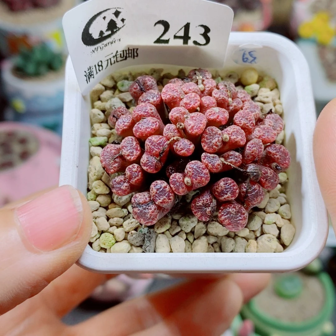 樱****生石花花花花花花243