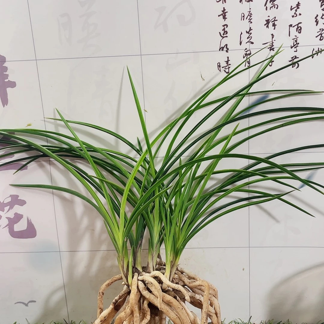 松***竹完全开放兰花兰花