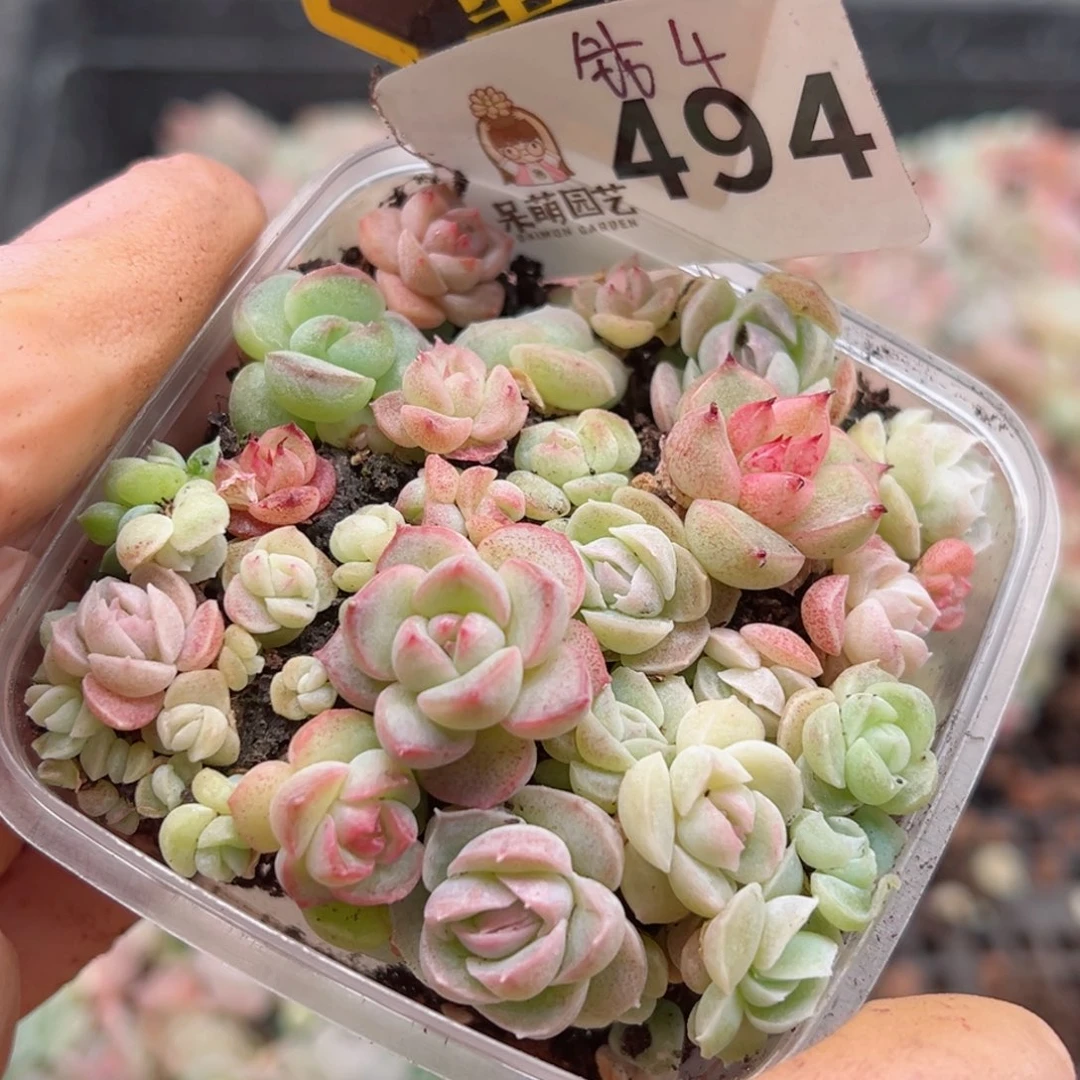 多肉植物多肉植物