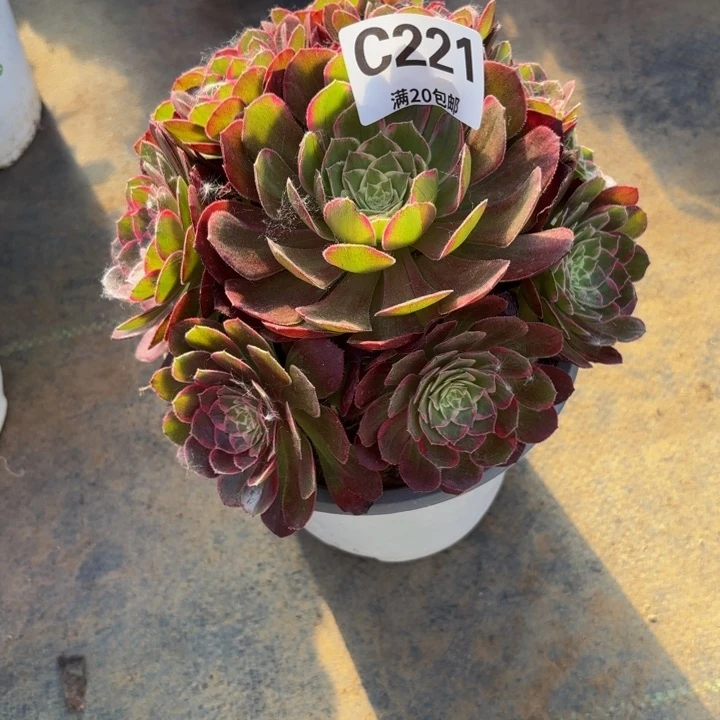 瑞妈多肉植物是221莲花