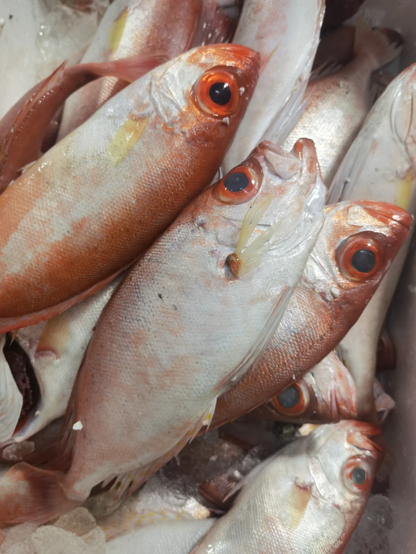 汕尾本港新鲜红目鲢