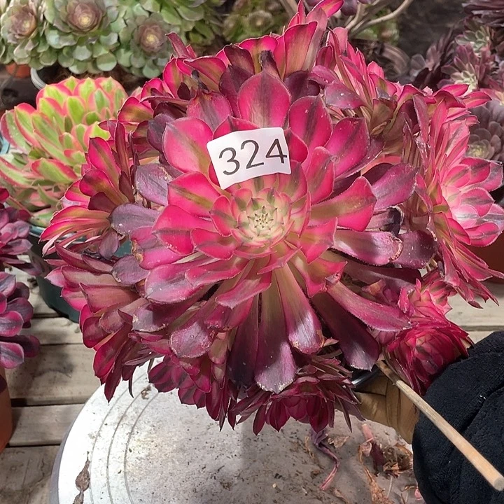 红铜白324法师多肉