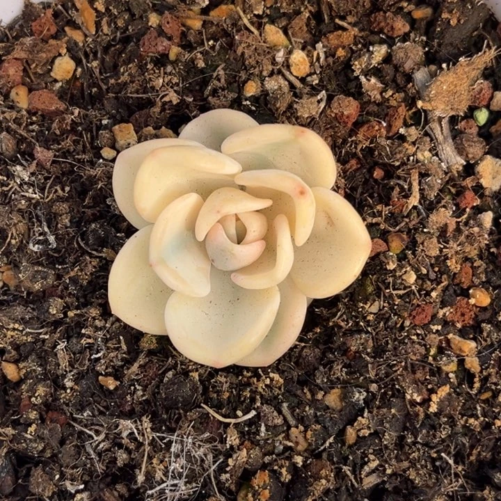 美尻锦一颗价格发货