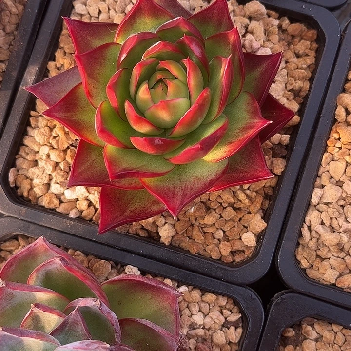 惊鸿仙子多肉植物3501