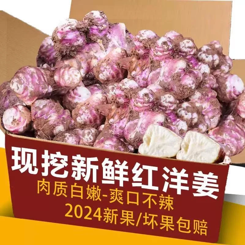 红洋姜新鲜鬼子姜不辣农家自种菊芋现挖功效生洋姜水果水果姜