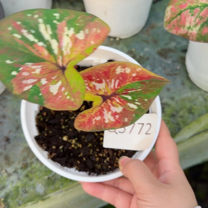 沁***院无花朵泰彩秦天柱Q5772