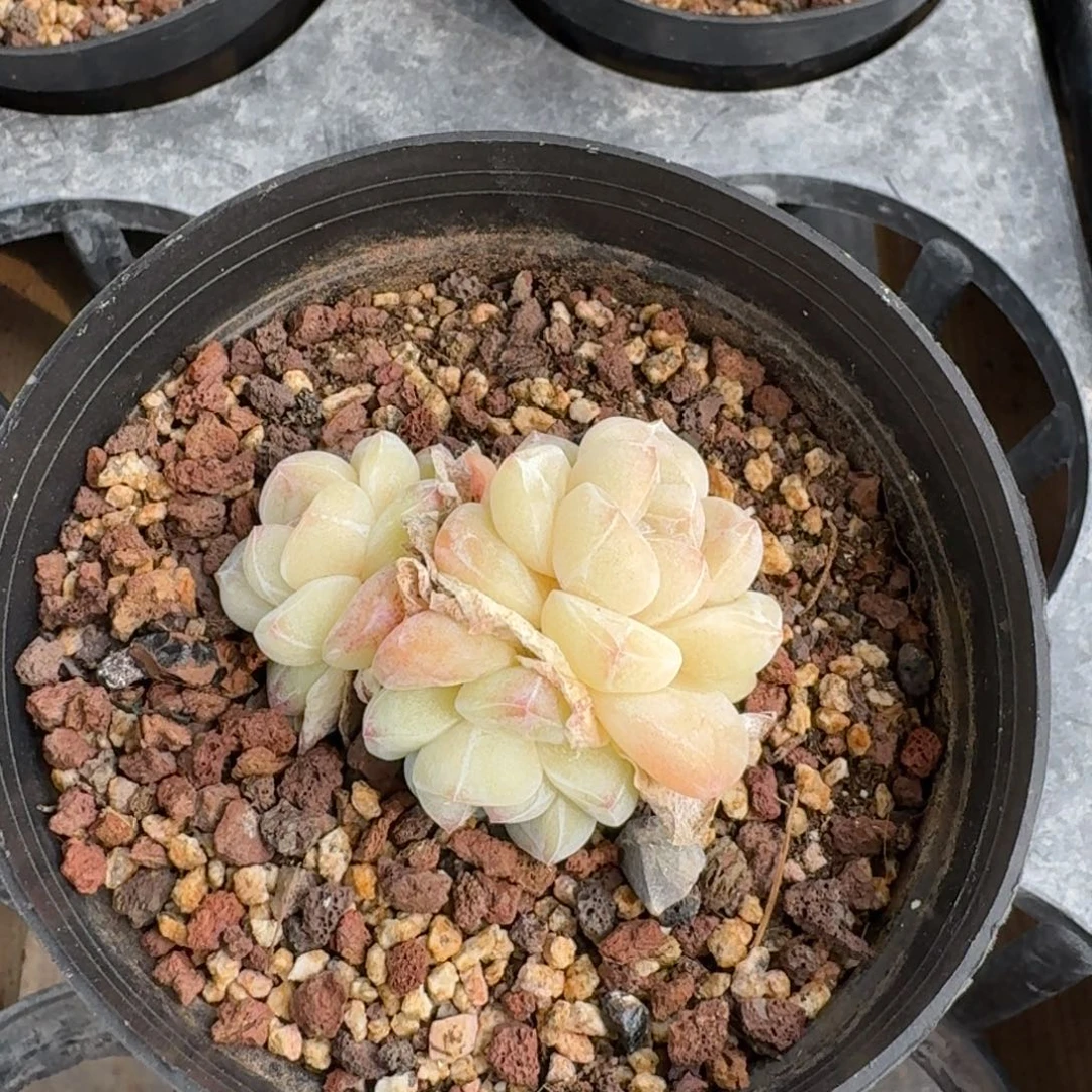 20 号到手1颗，江北多肉