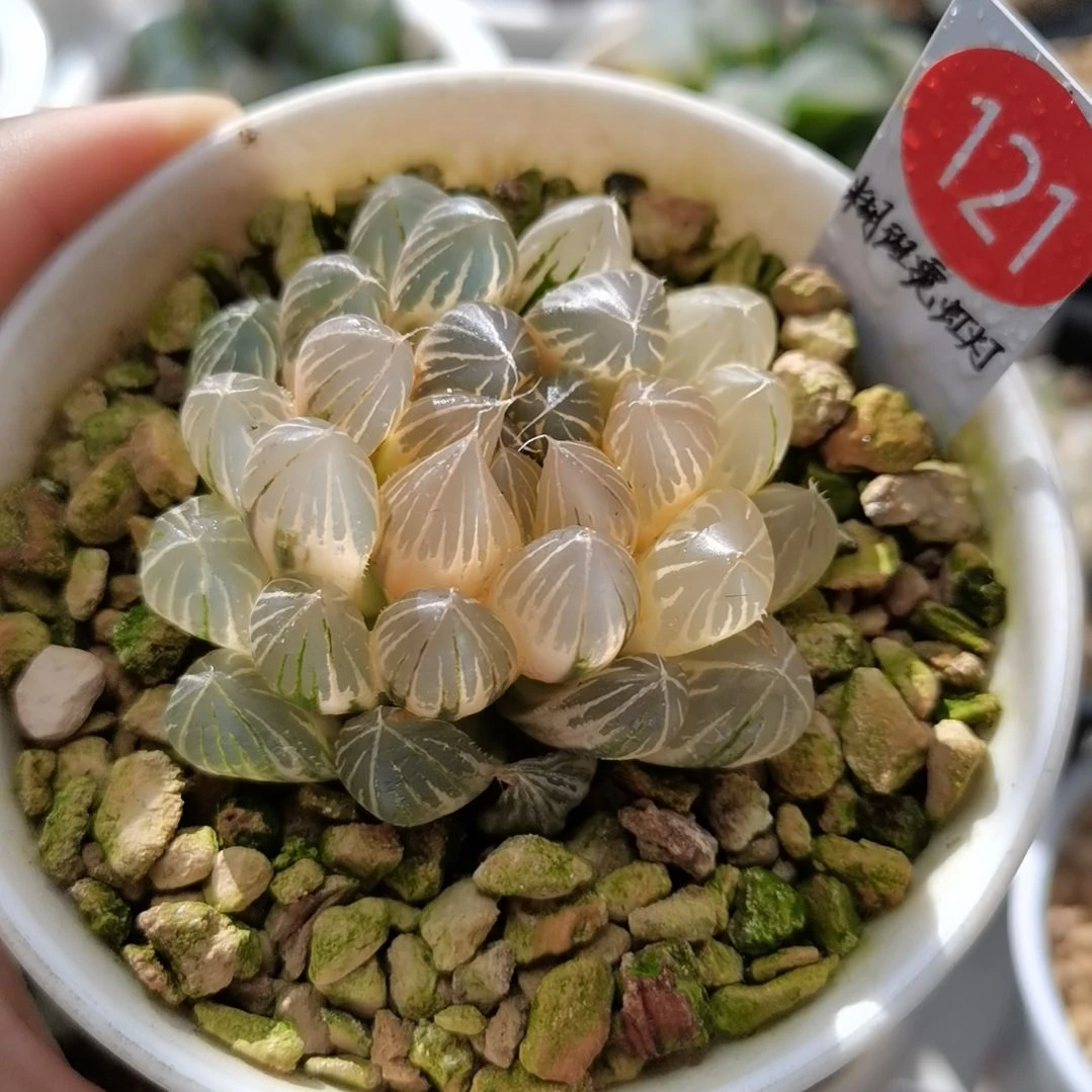 121号霓虹灯糊斑一物一拍带盆土发货