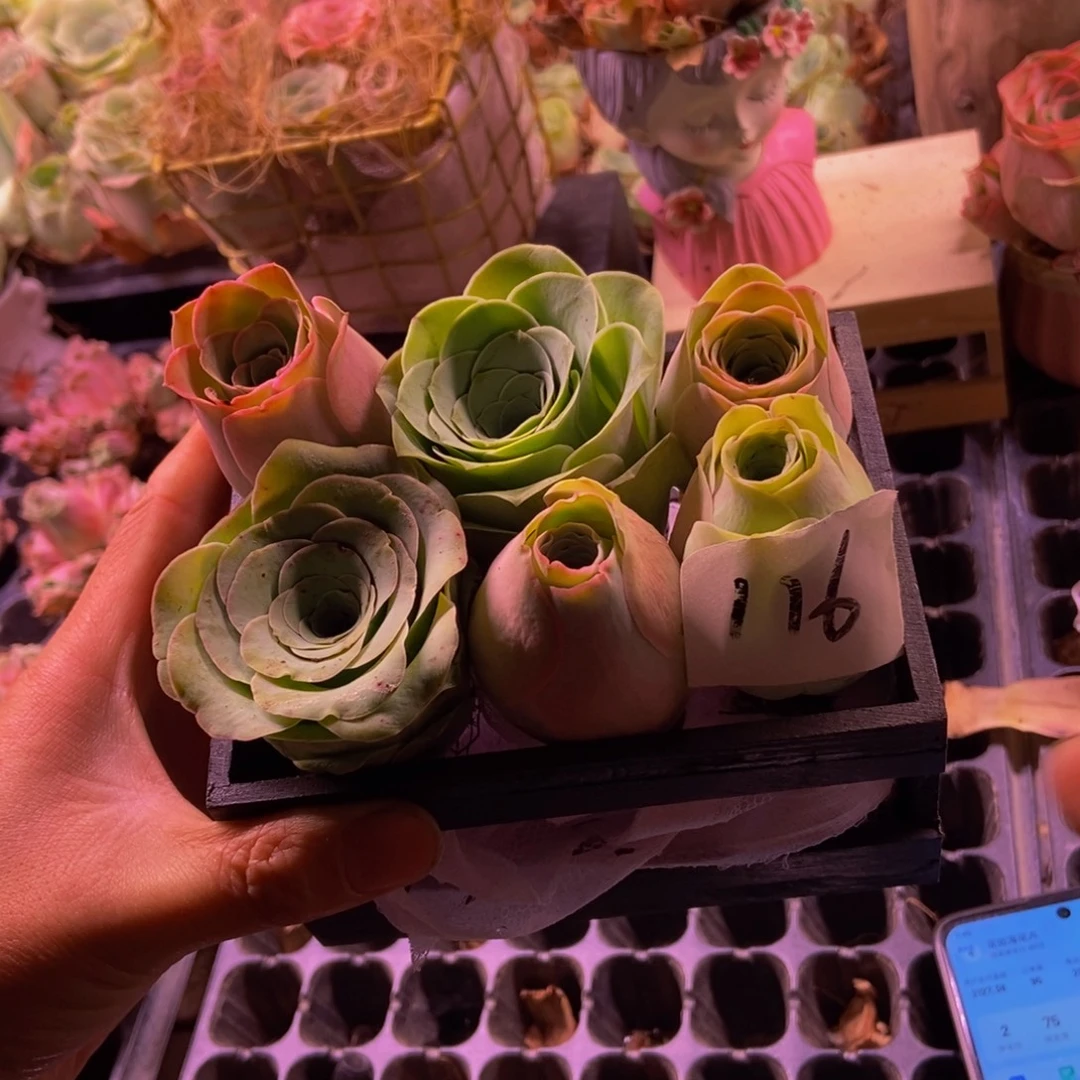 无***好山地玫瑰多肉植物116