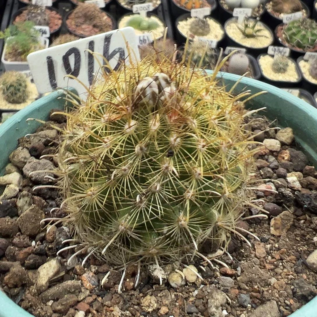 1016金罗莎实生仙人球