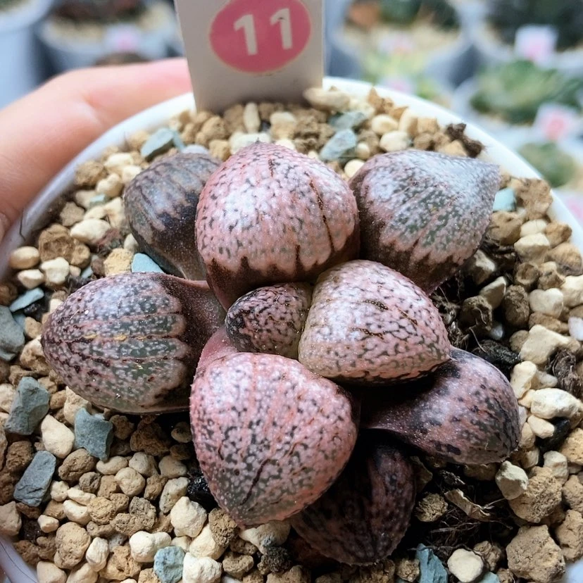 【闪购商品】11红宝石白银