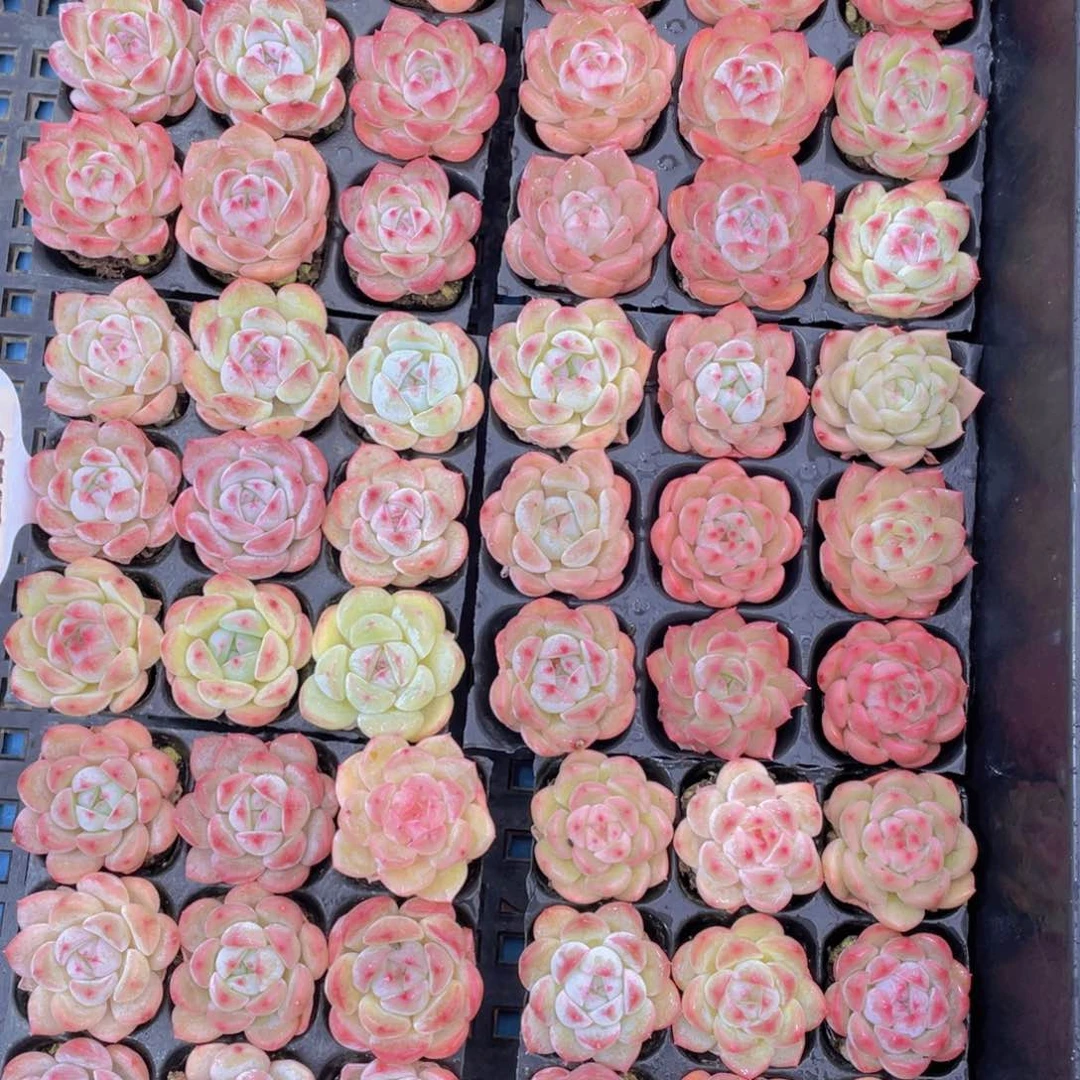 量拍 5号七彩果冻白桃汽水组合9颗