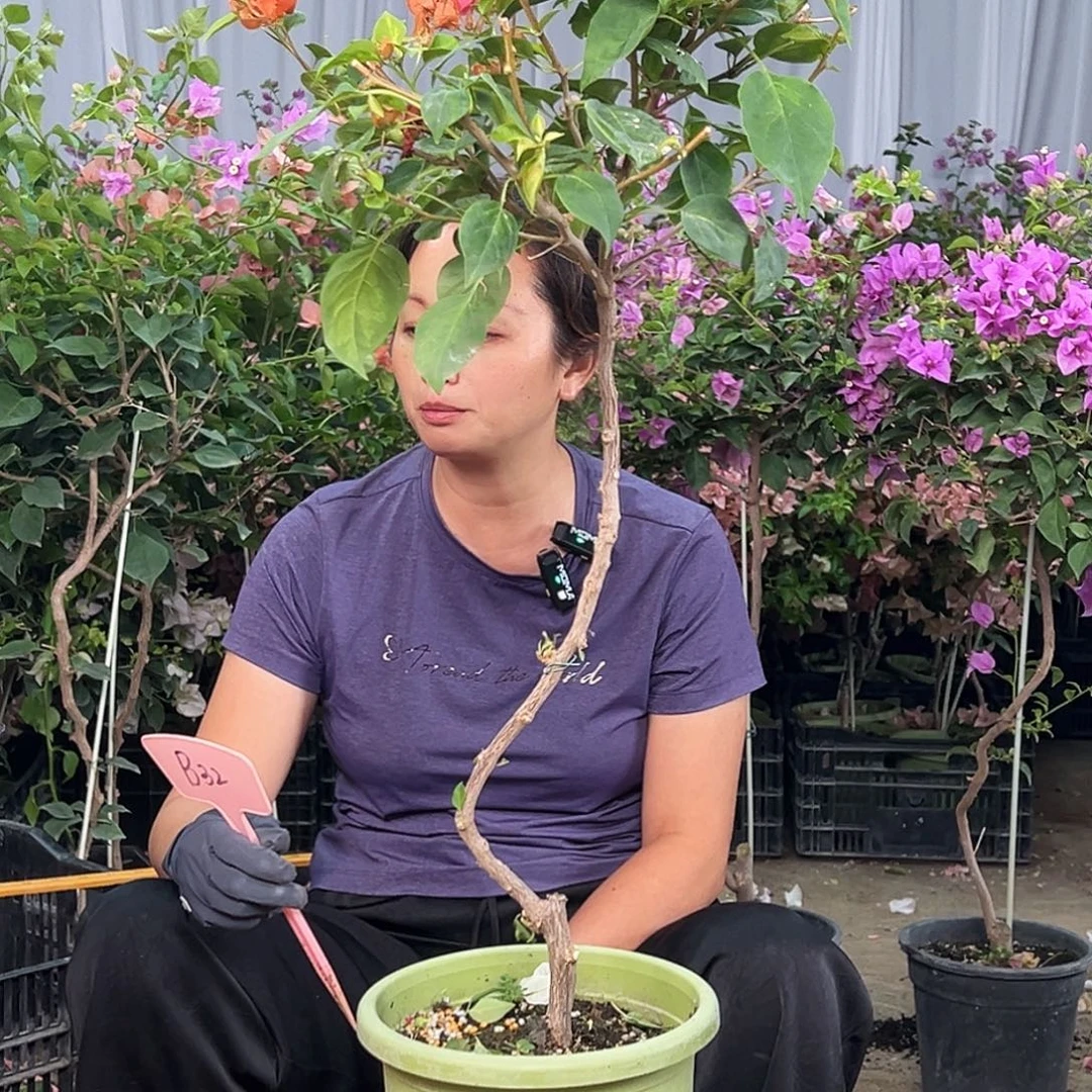 向****大部分花苞少量开放B32暗夕