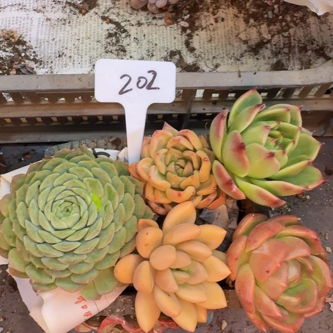 多肉植物的生长发育和
