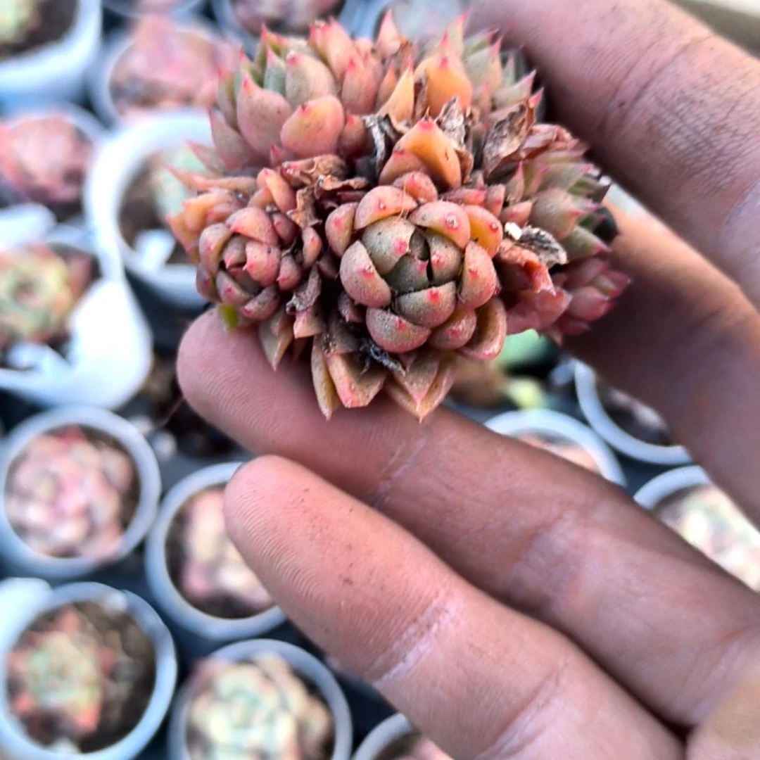 满6元包邮，红酒陶老苗群