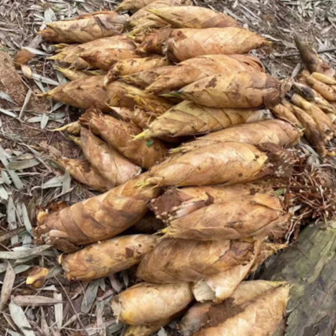（冬笋）农产品野生冬笋新鲜现采