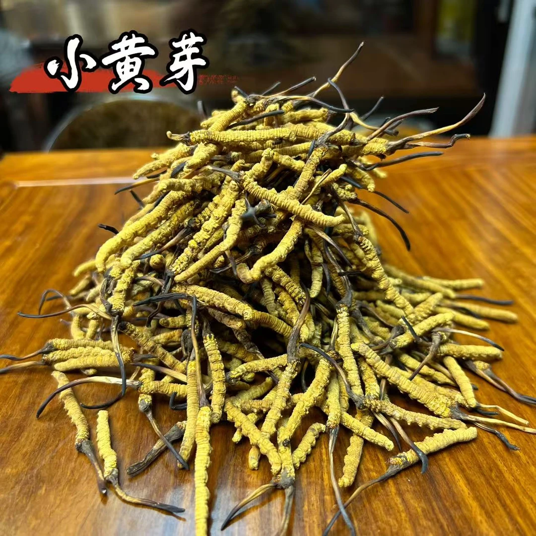 【冬虫夏草】根根小黄芽 实收现卖 自然晒干 品质滋补