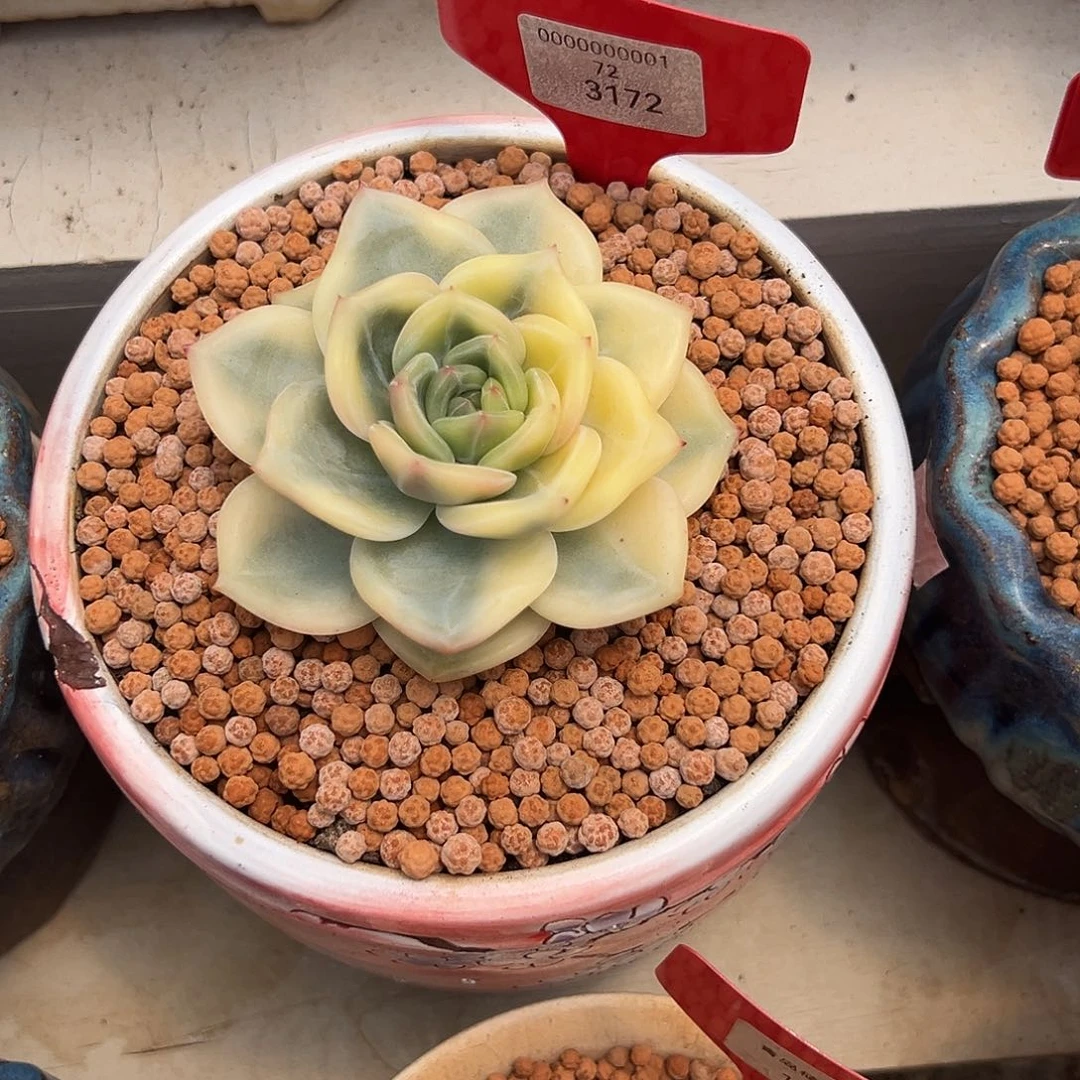 小***鱼3172号伊丽莎白锦多肉