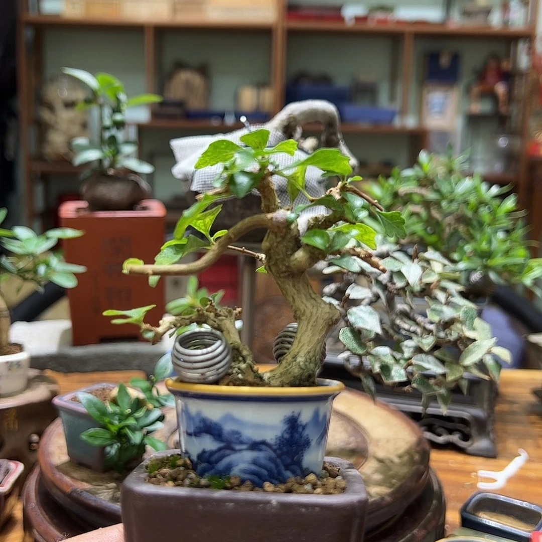 风***后茶台盆景微小盆景