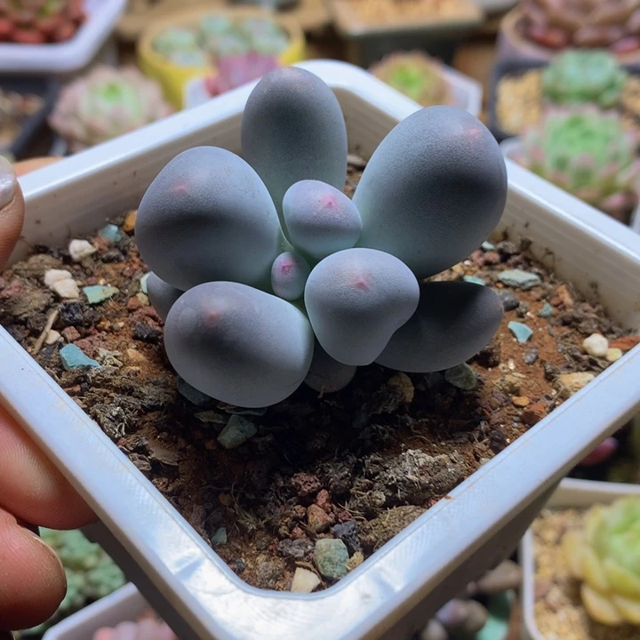 米可奶多肉一物一拍