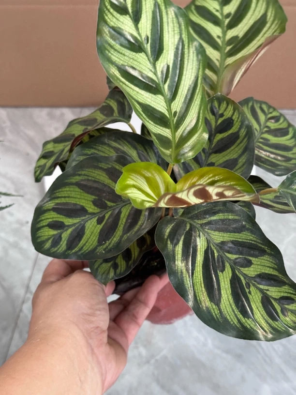 孔雀竹芋室内绿植绿植盆栽120口径盆栽四季长青净化空气