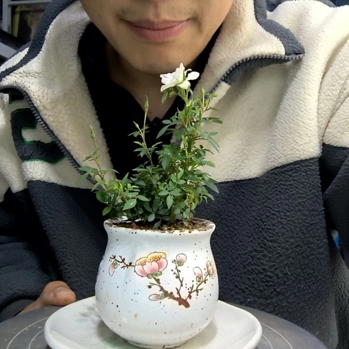 阿***白小盆景小植物一物一拍202