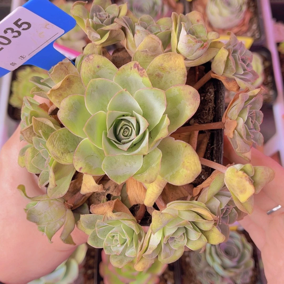 单品一物一拍035号