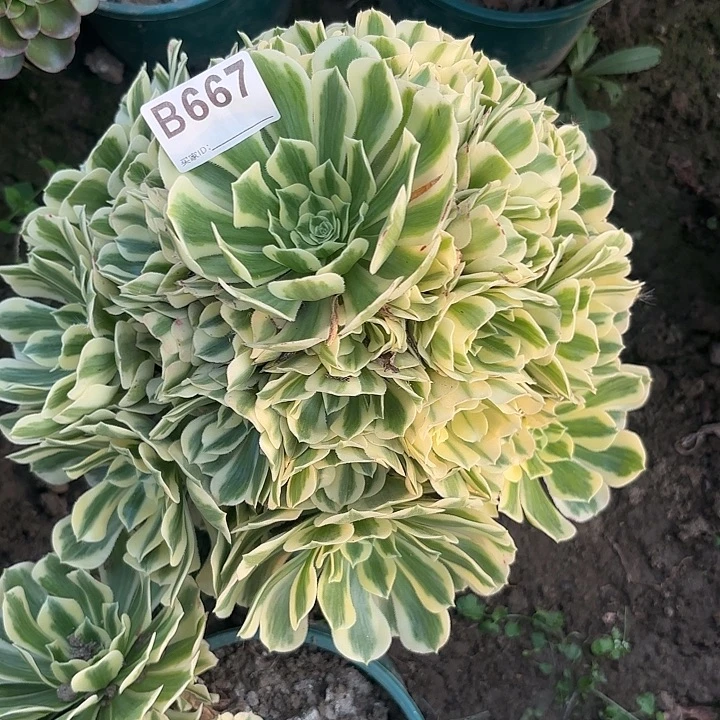 迈巴赫8-44-667偏远不包邮