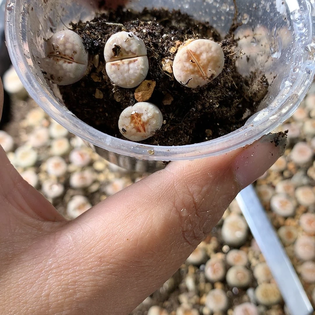 落***猪H239多肉植物保护研究所