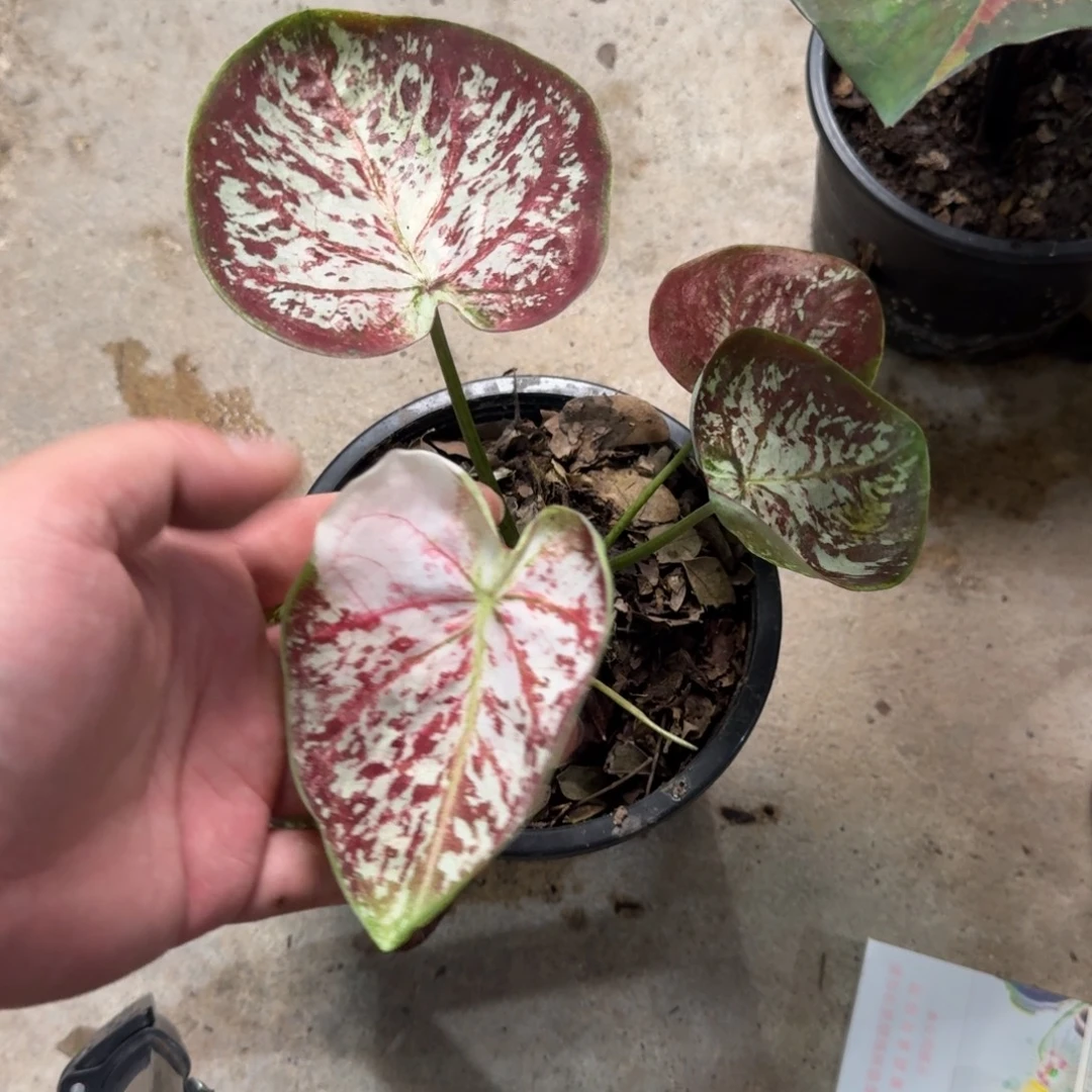 无花朵泰彩小贝壳 256