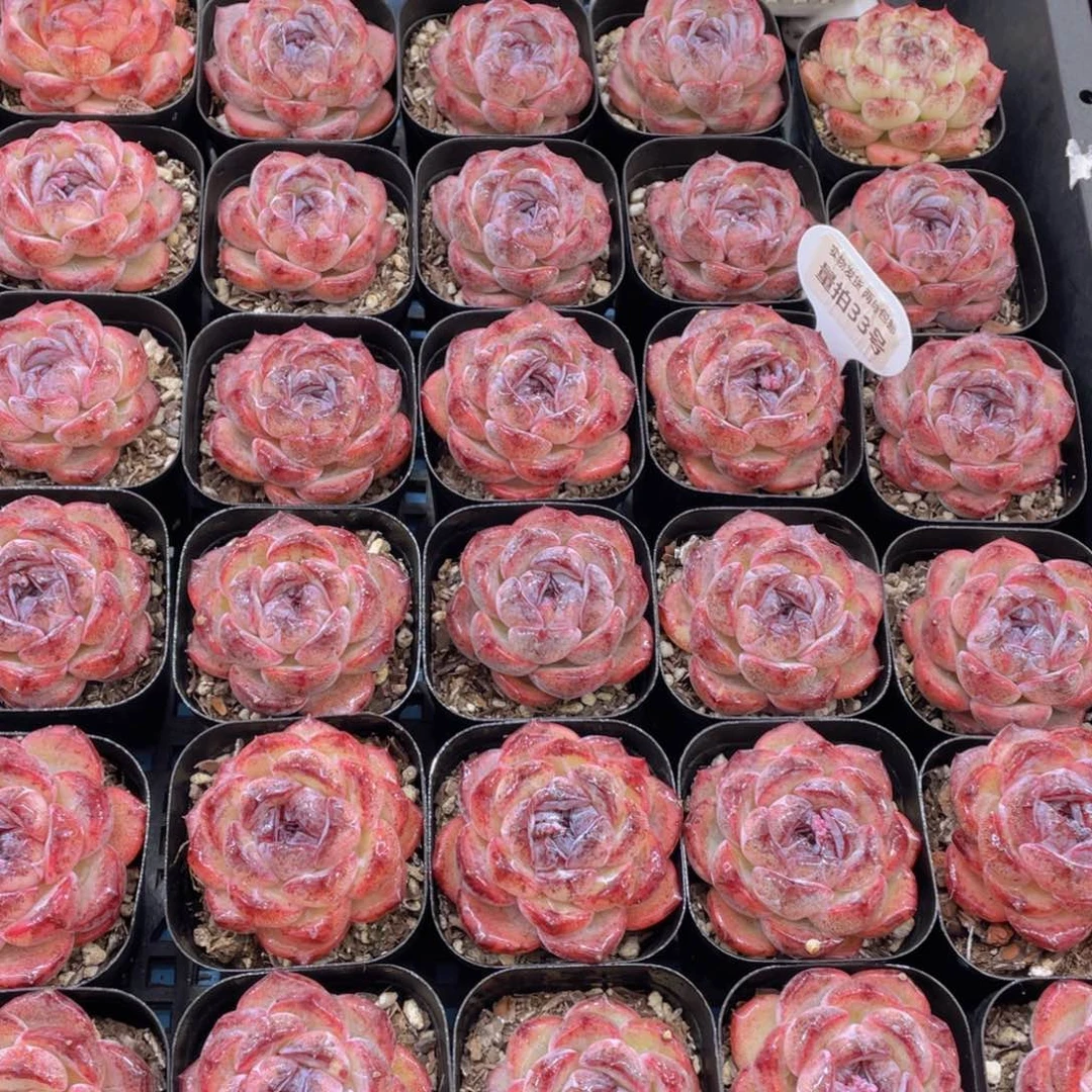 量拍33号全状态丸叶黑橙单头一个