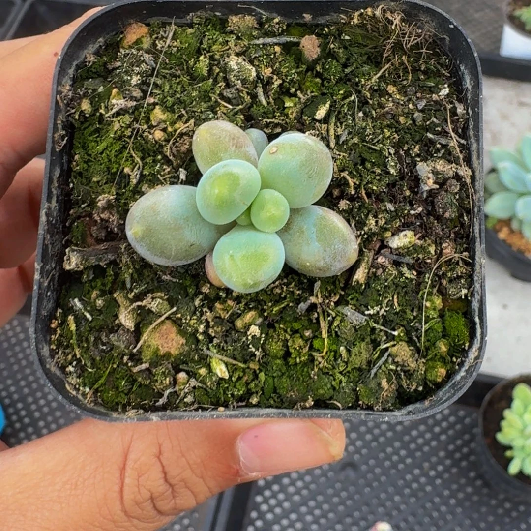 ℒ***এ胖烟花 一物一拍