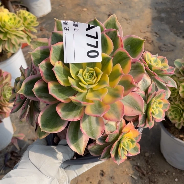 多肉灿烂法师770