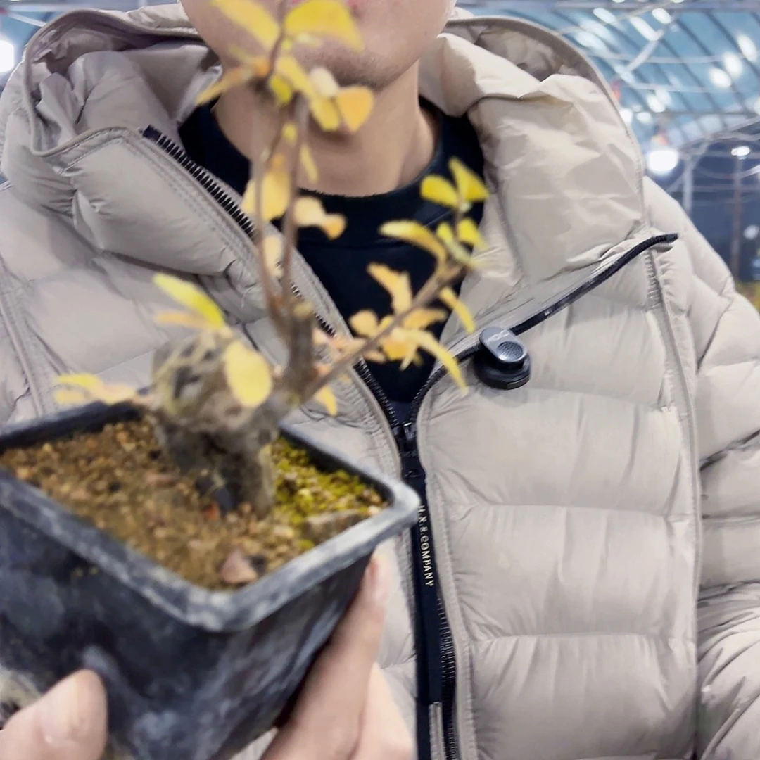 猫***³完全开放抱石榆树