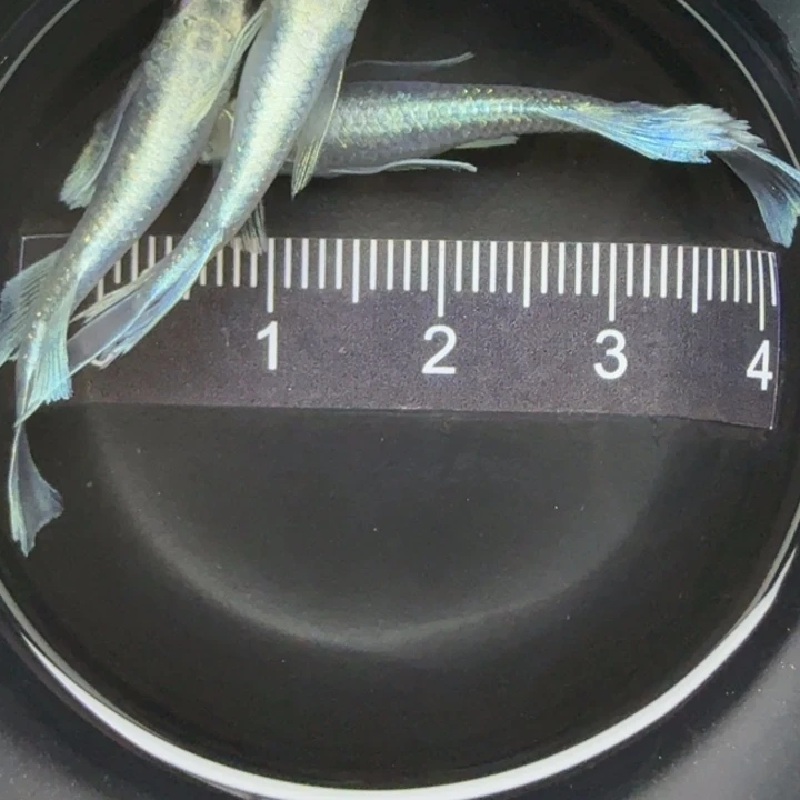 青鳉鱼天使之翼3号