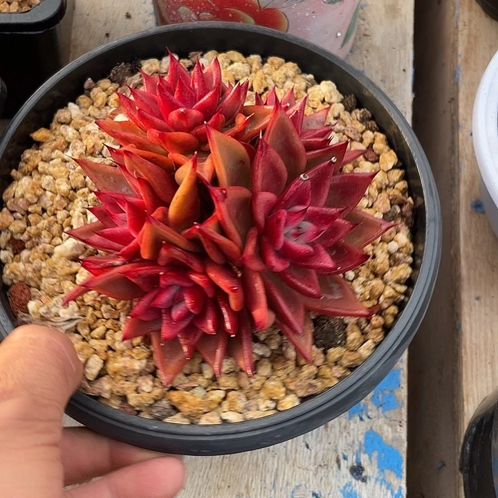 雪皇后一物一拍哦哦