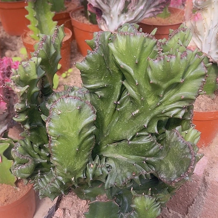 大戟科植物多肉植物玉麒麟50