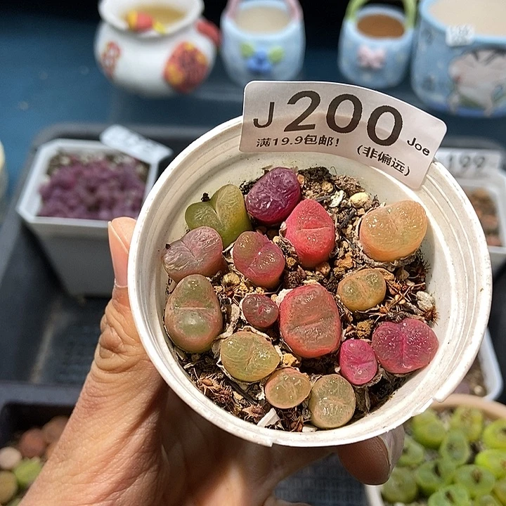 200大舅生石花肉锥