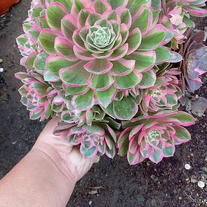 多肉植物孔雀玲817多肉