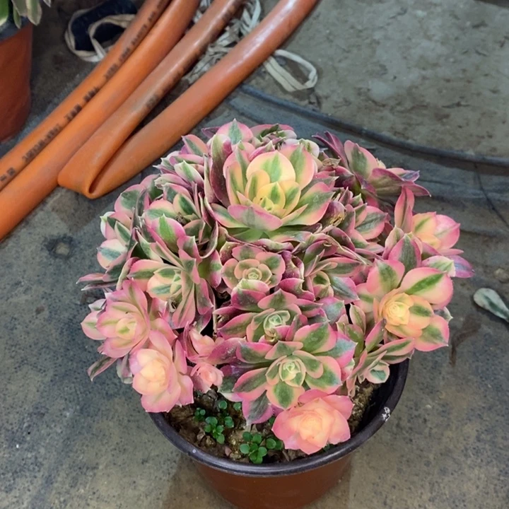 粉女巫多肉植物2。