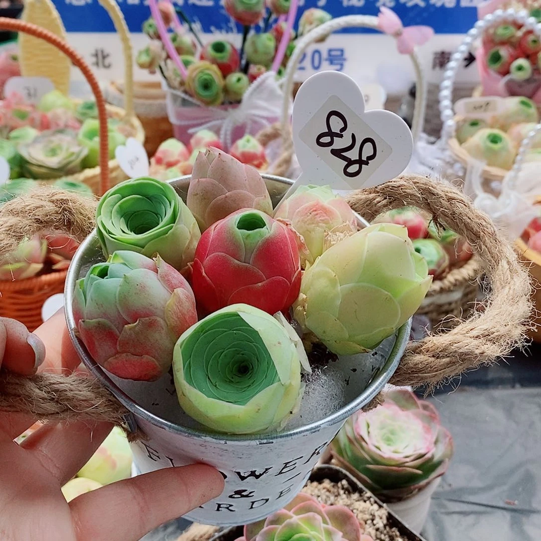 J**-828混合组合7颗