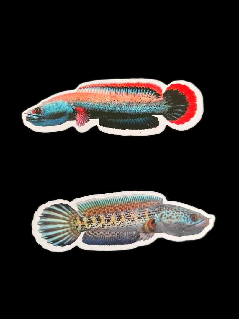 雷龙鱼斗鱼训鱼卡观赏鱼用