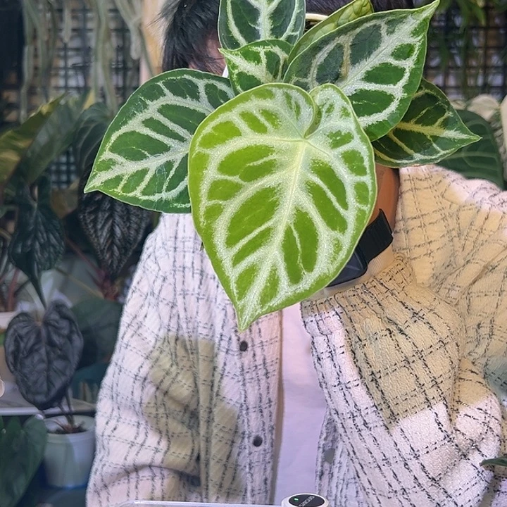 完全开放G1003铜锣烧